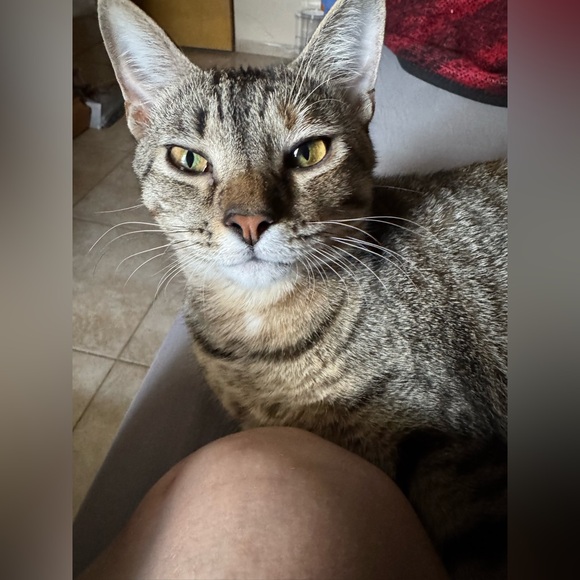 🌻SHARE SHOW EST🌻 ❗️I entertain all offers❗️ - Picture 10 of 14